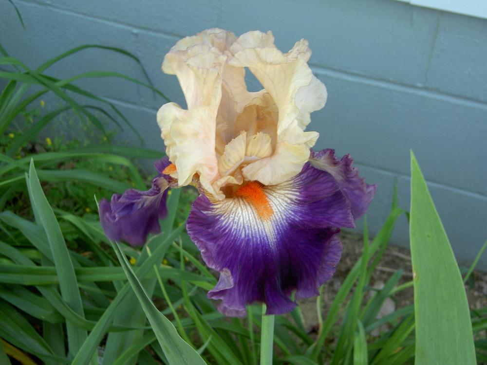 Photo of Tall Bearded Iris (Iris 'Gitano') uploaded by Muddymitts