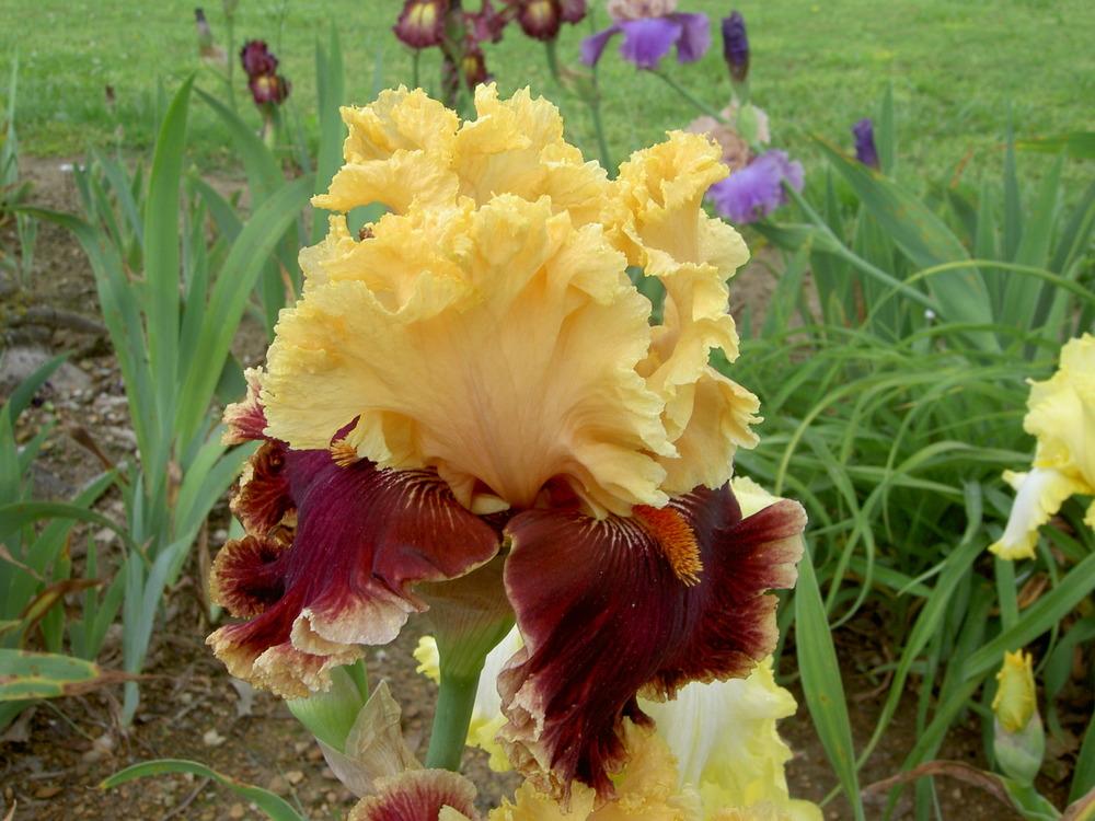 Photo of Tall Bearded Iris (Iris 'Decadence') uploaded by Muddymitts