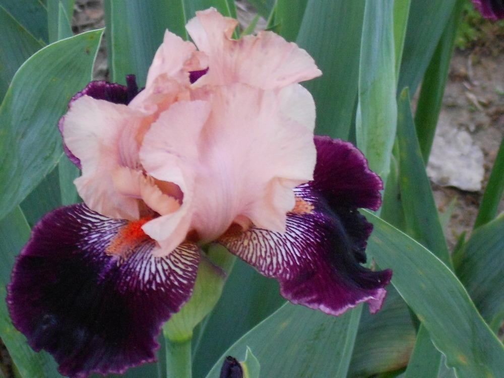 Photo of Tall Bearded Iris (Iris 'Wench') uploaded by Muddymitts