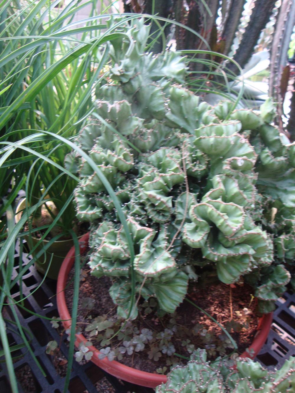 Photo of Elkhorn (Euphorbia lactea 'Cristata') uploaded by Paul2032