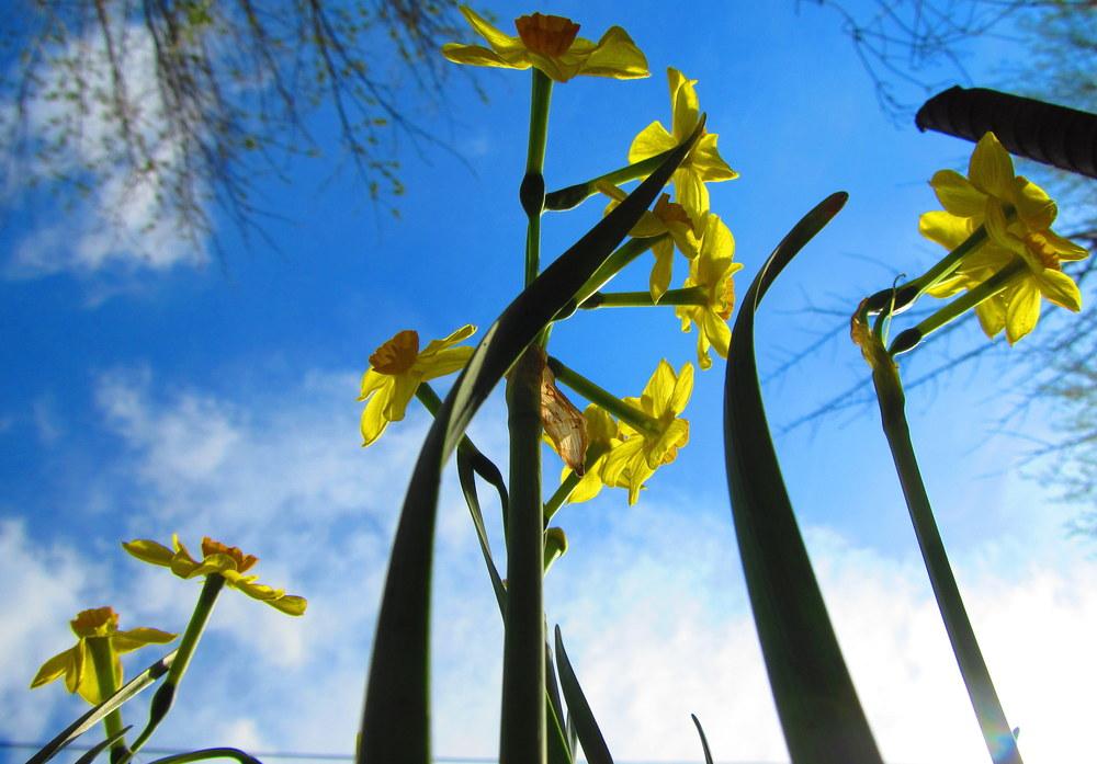 Photo of Tazetta Daffodil (Narcissus 'Falconet') uploaded by jmorth