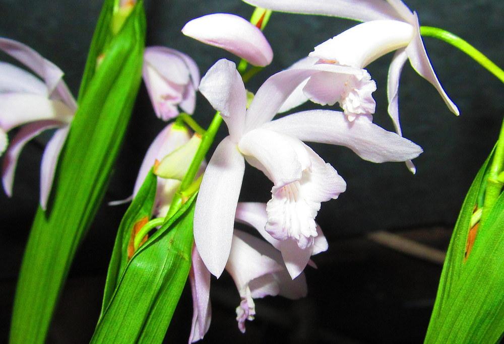 Photo of Chinese Ground Orchid (Bletilla striata) uploaded by jmorth