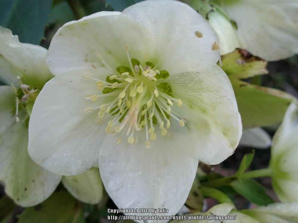 Photo of Hellebore (Helleborus Gold Collection® Ice Breaker Gala) uploaded by springcolor