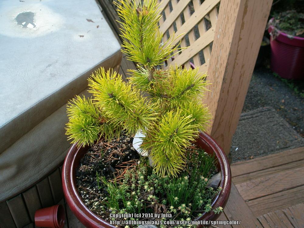 Photo of Lodgepole Pine (Pinus contorta var. latifolia 'Chief Joseph') uploaded by springcolor