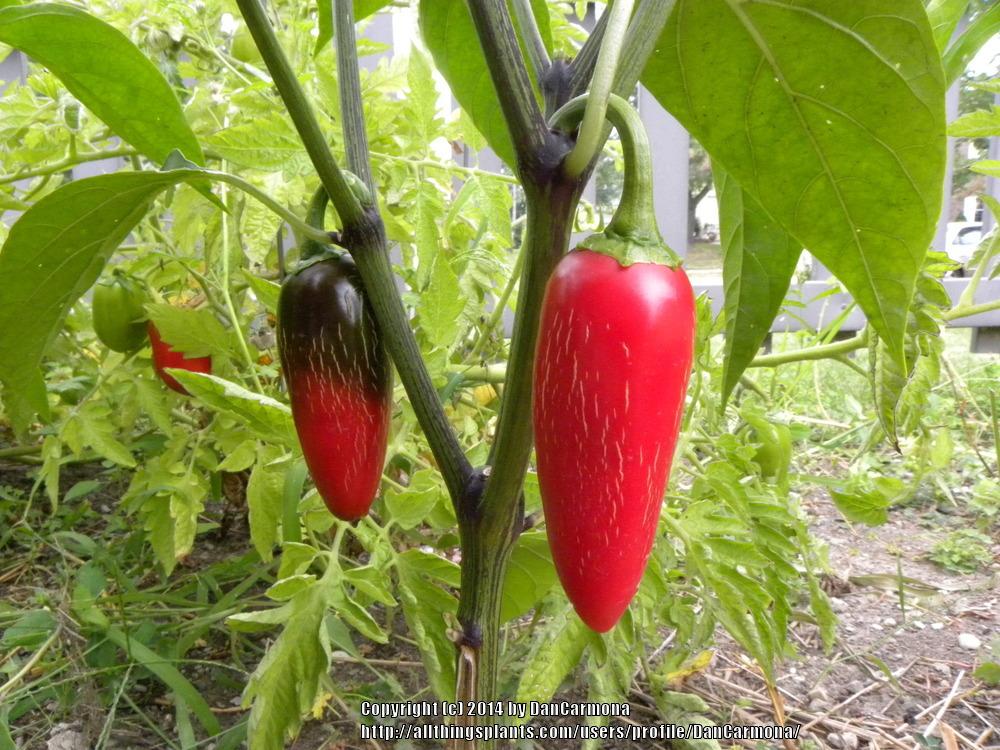 Photo of Jalapeno Pepper (Capsicum annuum 'Jalapeno') uploaded by DanCarmona