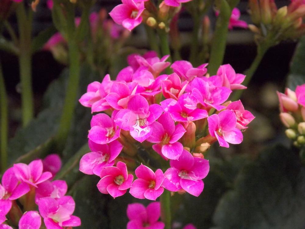 Photo of Kalanchoes (Kalanchoe) uploaded by Paul2032