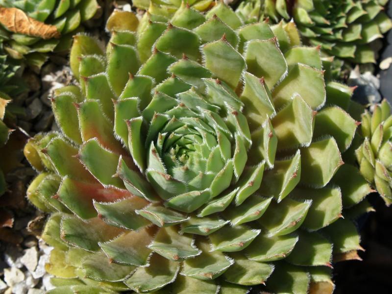 Photo of Hen and Chicks (Sempervivum 'Enkia') uploaded by banker07
