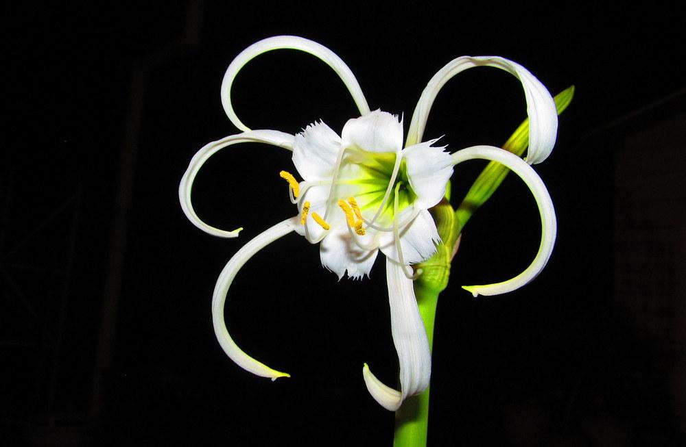 Photo of Peruvian Daffodil (Ismene x deflexa 'Zwanenburg') uploaded by jmorth