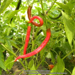 Location: Zone 5
Date: 2013-08-12
Kung Pao These large, fast growing 3ft tall plants are loaded wit