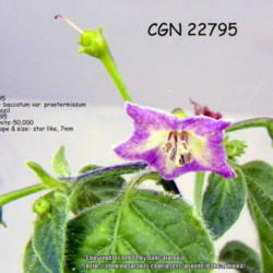 Location: Zone 5 Indiana
Date: 2014-01-25
CGN 22795    Rare wild accession of Capsicum praetermissum.