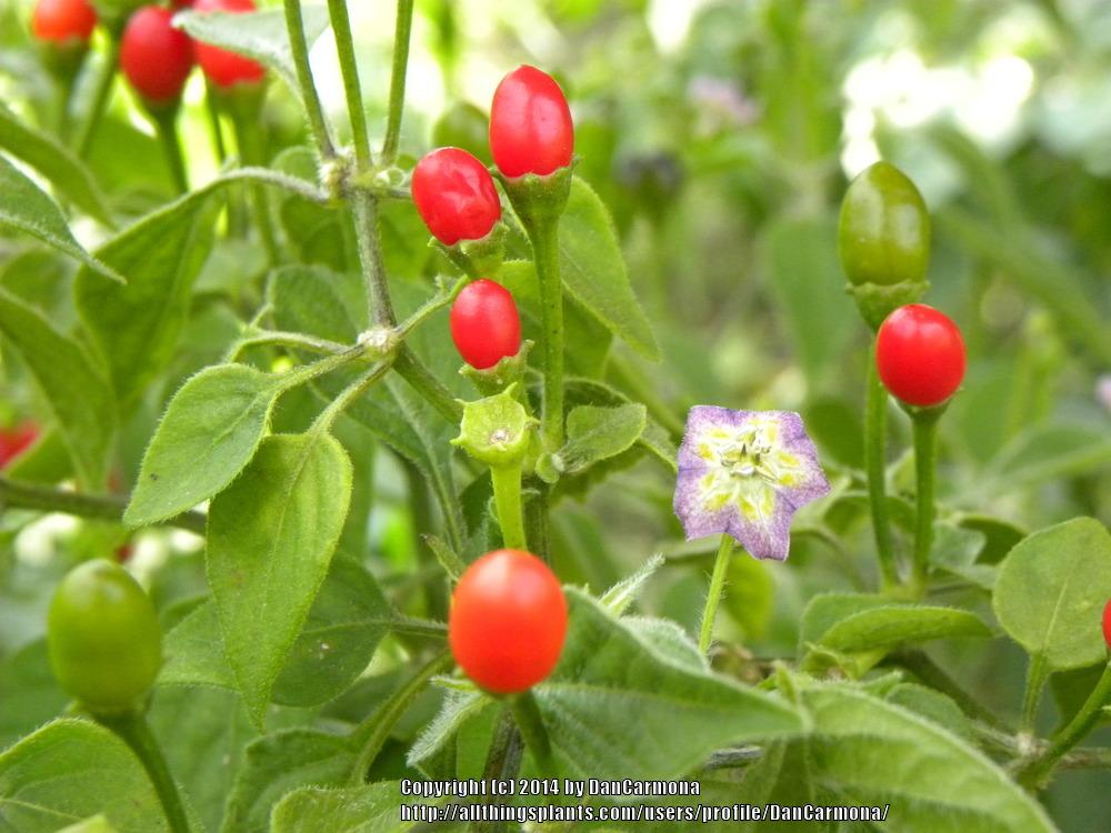 Photo of Chile Pepper (Capsicum rabenii) uploaded by DanCarmona
