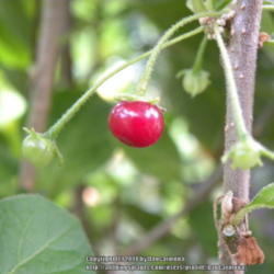 Location: Zone 5 Indiana
Date: 2013-09-01
A very exotic and rare wild pepper bearing tiny, pea size red fru