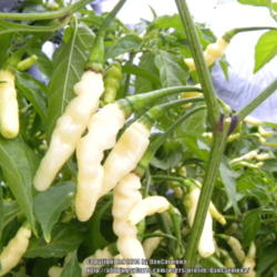 Location: Zone 5 Indiana
Date: 2013-09-22
History:· Aji Gusanito was collected by a USDA agent at  market 