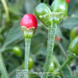 Location: Zone 5 Indiana
Date: 2014-01-25
CGN 22795    Rare wild accession of Capsicum praetermissum.