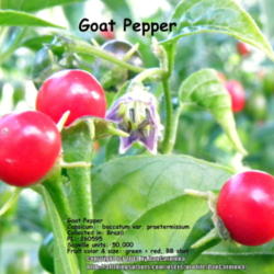 Location: Zone 5 Indiana
Date: 2014-01-25
Goat Pepper  One more variety of semi-wild species C. praetermiss