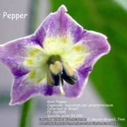 Location: Zone 5 Indiana
Date: 2014-01-25
Goat Pepper  Flower shape & size· small, saucer-shaped, 7mm