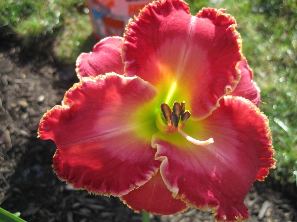 Photo of Daylily (Hemerocallis 'Painting the Roses Red') uploaded by Jamieholcomb