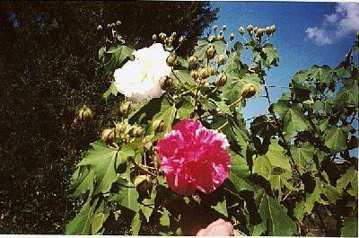 Photo of Confederate Rose (Hibiscus mutabilis) uploaded by Watersprite