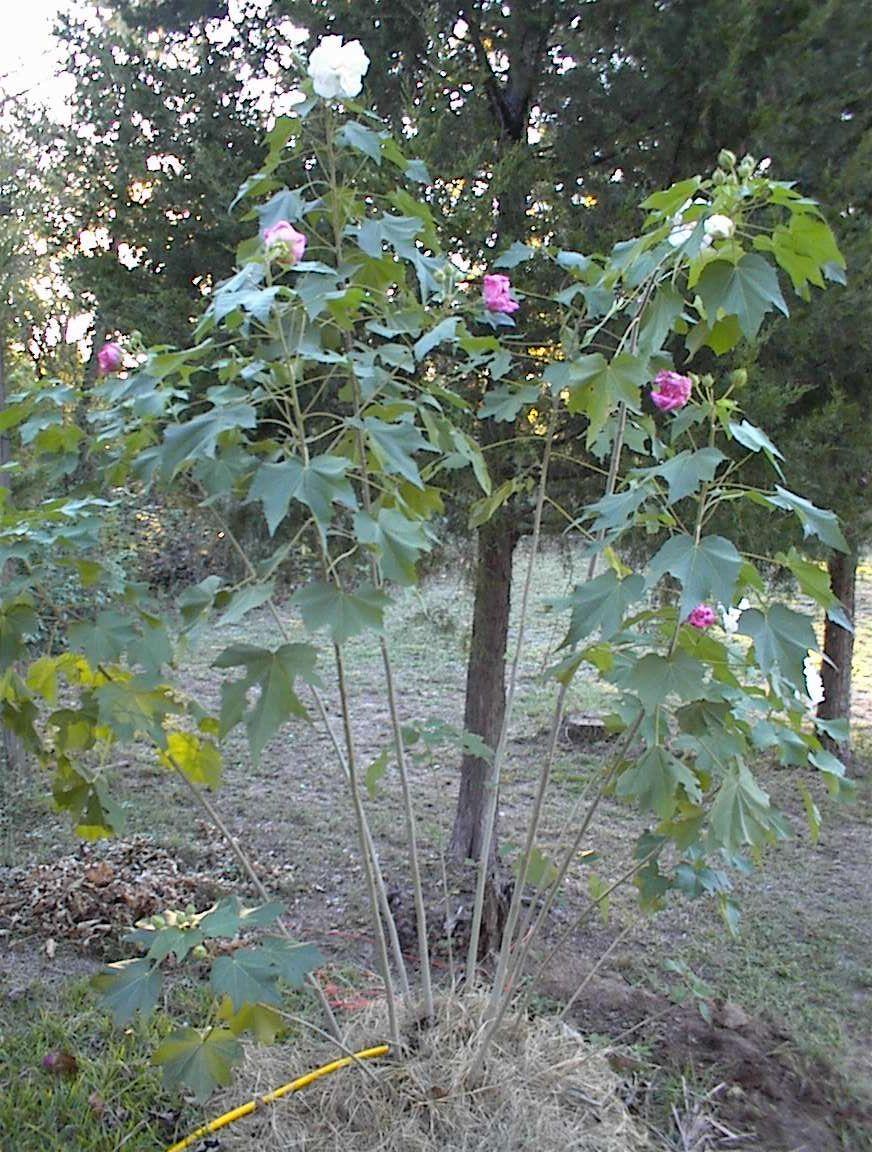 Photo of Confederate Rose (Hibiscus mutabilis) uploaded by Watersprite