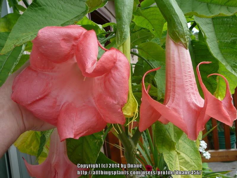 Photo of Angel Trumpet (Brugmansia 'Mountain Magic') uploaded by duane456