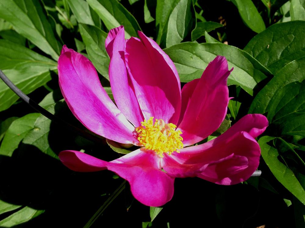 Photo of Chinese Peony (Paeonia 'Fen Yu Nu') uploaded by valleyrimgirl