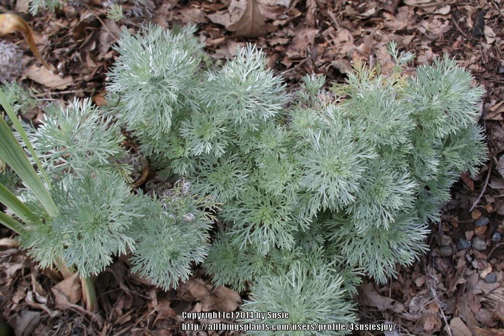 Photo of Silvermound Artemisia (Artemisia schmidtiana 'Silver Mound') uploaded by 4susiesjoy