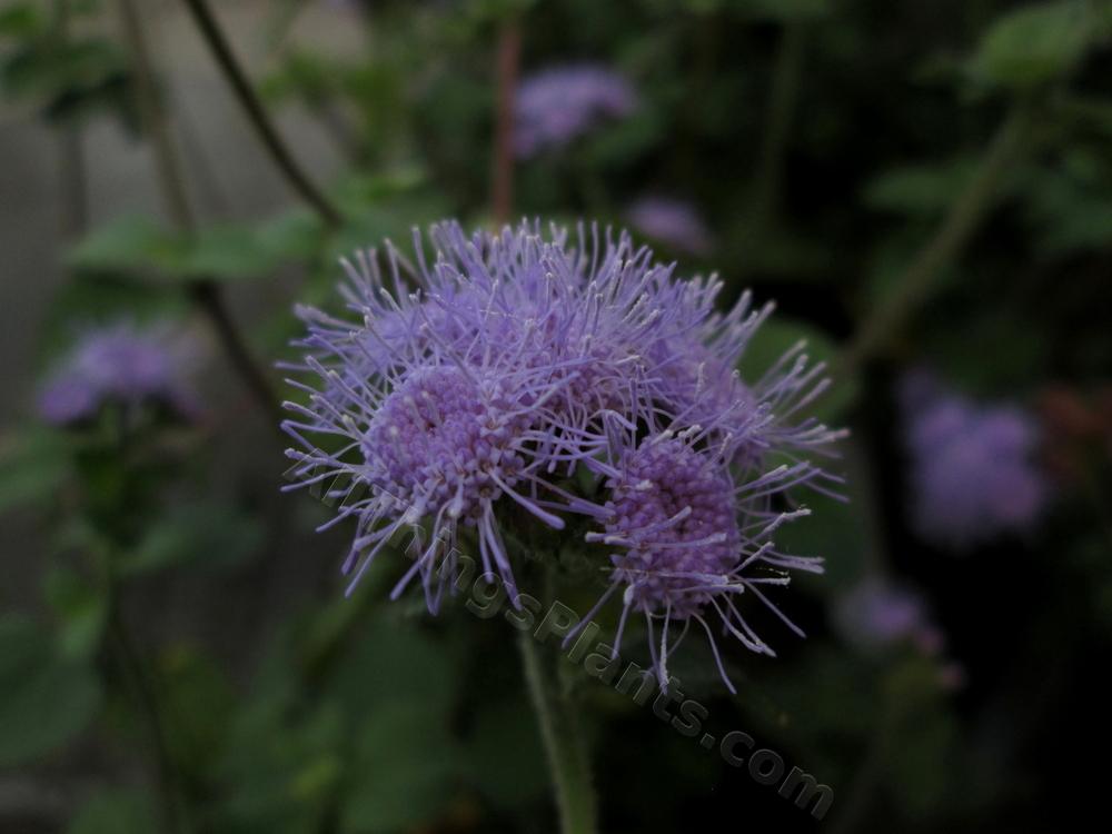 Photo of Floss Flower (Ageratum houstonianum) uploaded by bootandall