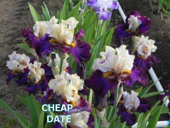 Photo of Tall Bearded Iris (Iris 'Cheap Date') uploaded by irisloverdee