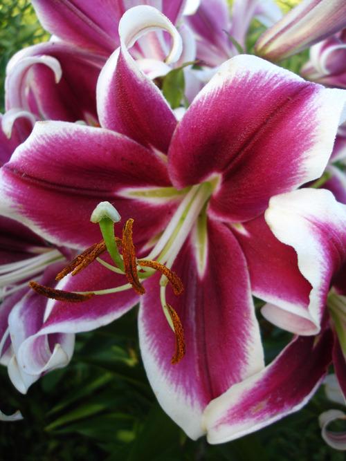 Photo of Lily (Lilium 'Flashpoint') uploaded by Calif_Sue