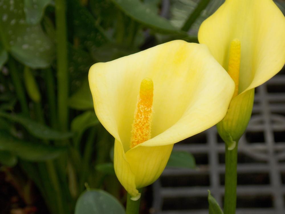 Photo of Yellow Calla Lily (Zantedeschia elliottiana) uploaded by Paul2032