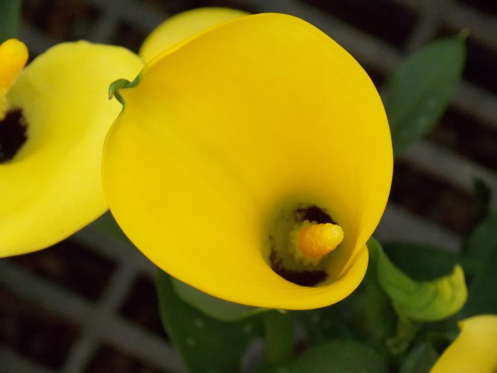 Photo of Yellow Calla Lily (Zantedeschia elliottiana) uploaded by Paul2032