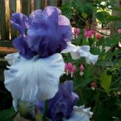 Tall bearded iris 'Crowned Heads'