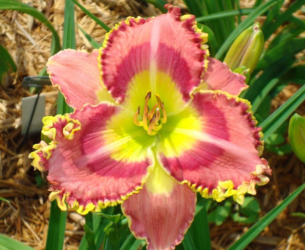 Photo of Daylily (Hemerocallis 'Clown for a Day') uploaded by esimpson