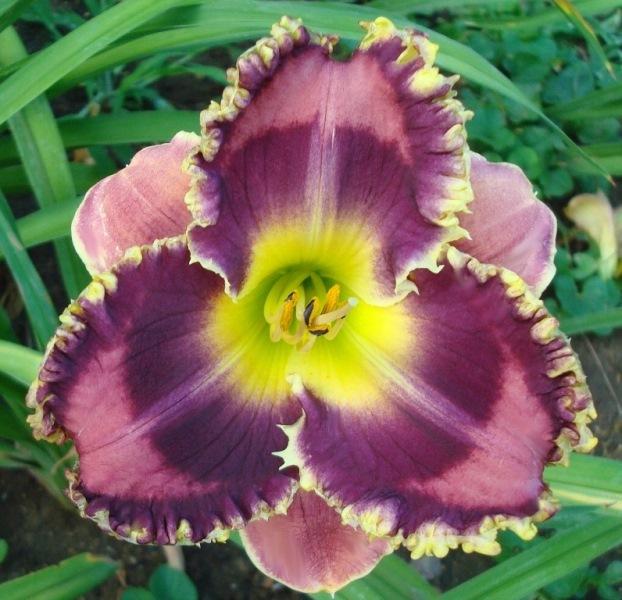 Photo of Daylily (Hemerocallis 'Passion's Own') uploaded by esimpson