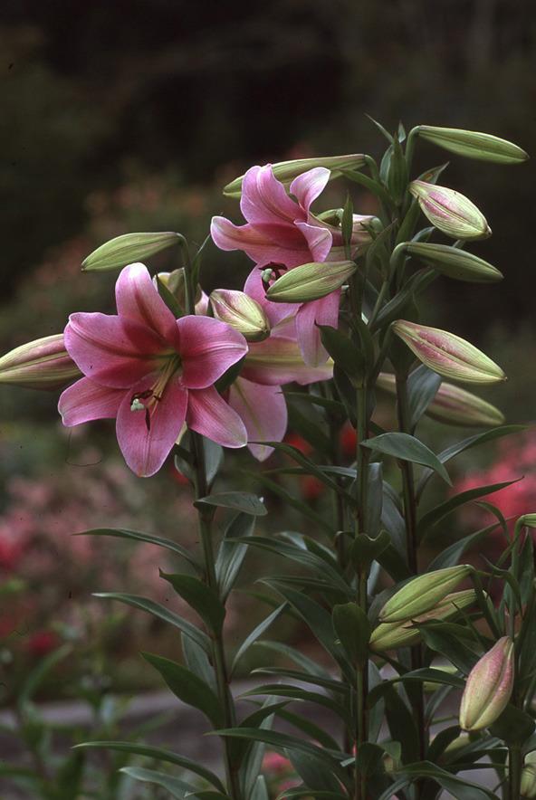 Photo of Lily (Lilium 'Purple Prince') uploaded by Calif_Sue