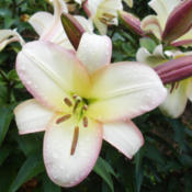 Photo courtesy of B&D Lilies