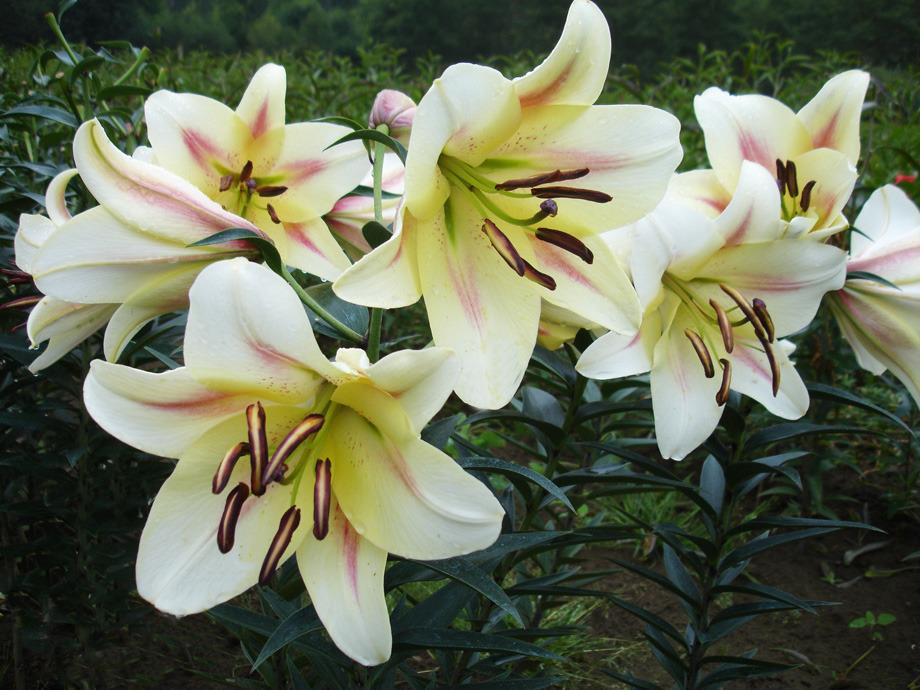 Photo of Lily (Lilium 'Ormea') uploaded by Calif_Sue