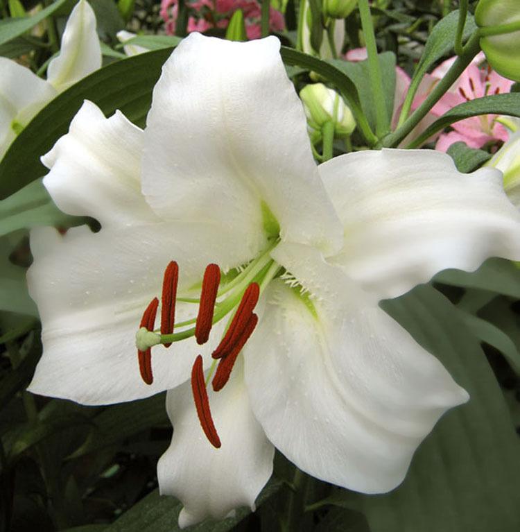 Photo of Lily (Lilium 'Siberia') uploaded by Calif_Sue