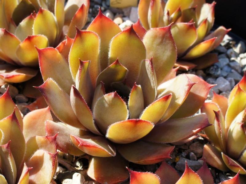 Photo of Hen and Chicks (Sempervivum 'Eowyn') uploaded by banker07
