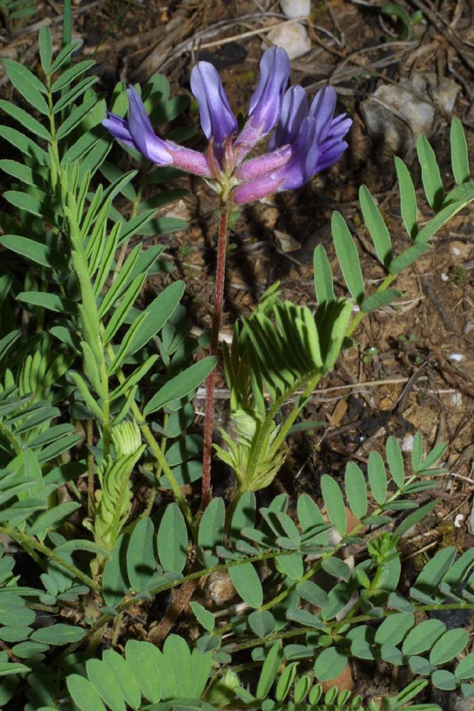 Photo of Pynes' Ground Plum (Astragalus bibullatus) uploaded by SongofJoy