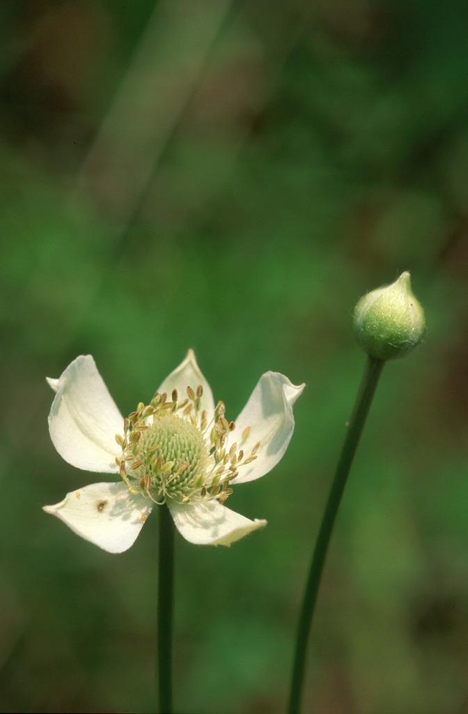 Photo of Thimbleweed (Anemone virginiana) uploaded by SongofJoy