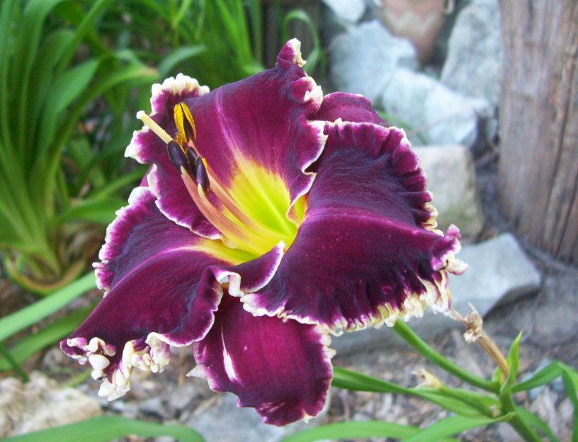 Photo of Daylily (Hemerocallis 'Larry's Obsession') uploaded by cats1