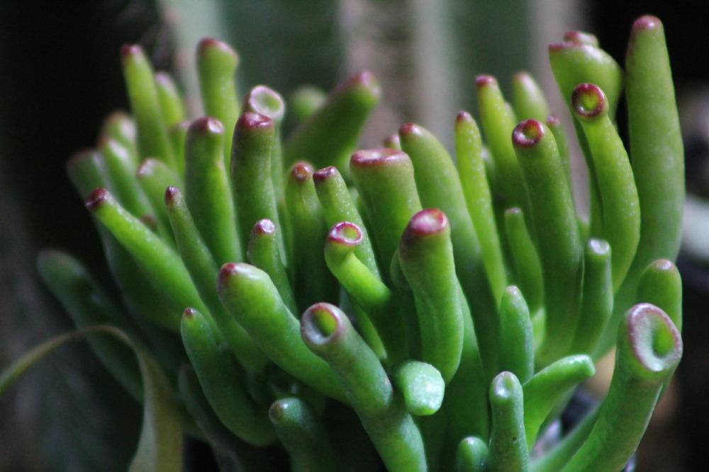 Photo of Finger Jade (Crassula ovata 'Gollum') uploaded by jeffgreen
