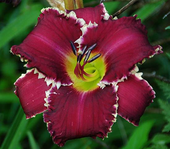 Photo of Daylily (Hemerocallis 'Robes for the Queen') uploaded by shive1