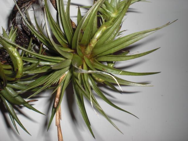 Photo of Air Plant (Tillandsia espinosae) uploaded by Cahac