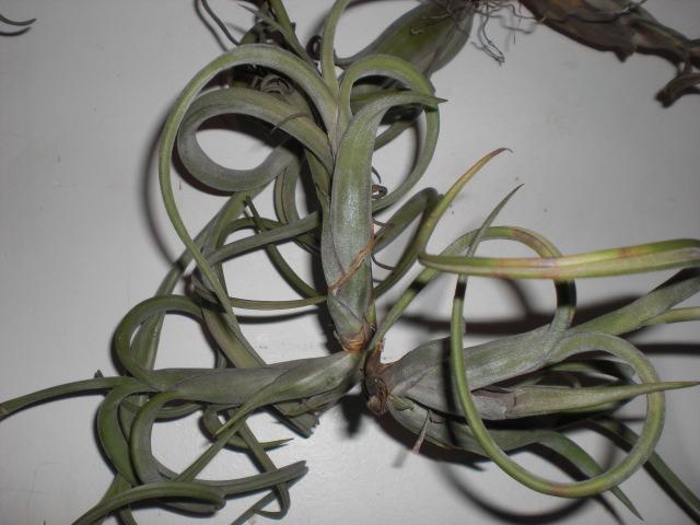 Photo of Air Plant (Tillandsia intermedia) uploaded by Cahac