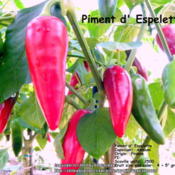 Piment d' Espelette  The earliest documented instances of pepper 