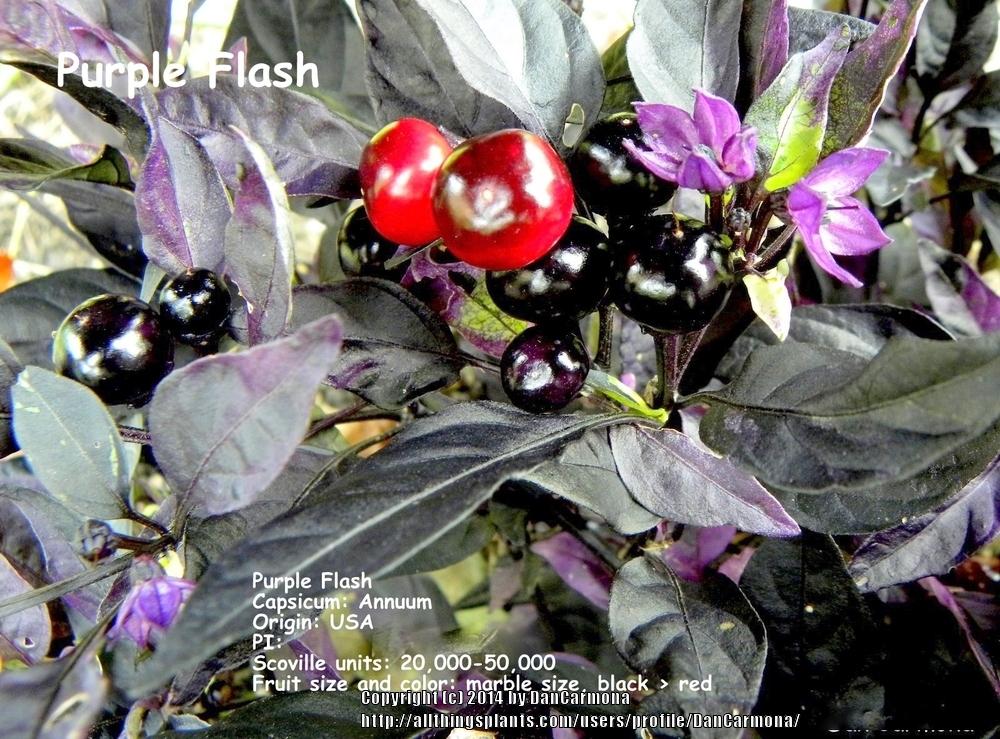 Photo of Ornamental Pepper (Capsicum annuum 'Purple Flash') uploaded by DanCarmona