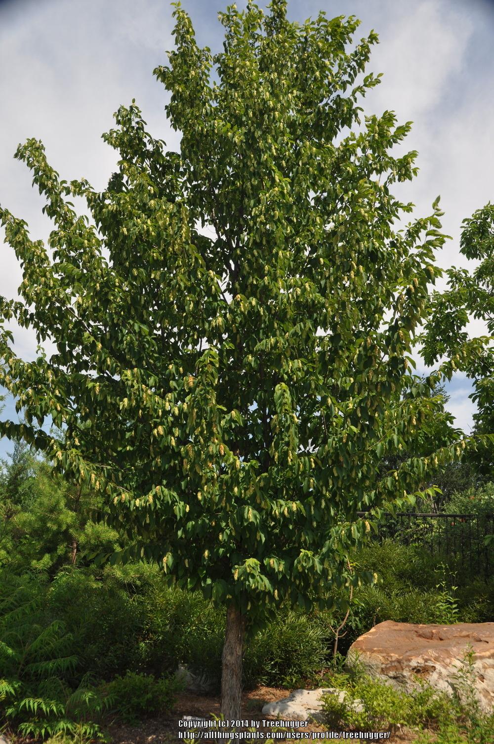 Photo of American Hophornbeam (Ostrya virginiana) uploaded by treehugger