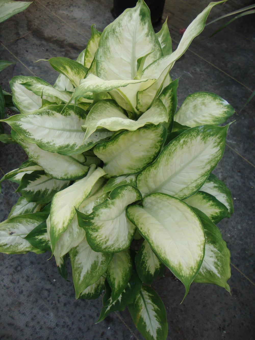 Photo of Dumbcane (Dieffenbachia 'Camille') uploaded by Paul2032